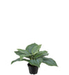Mr. Plant Hosta - Grøn