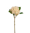 Mr. Plant Hortensia - Creme