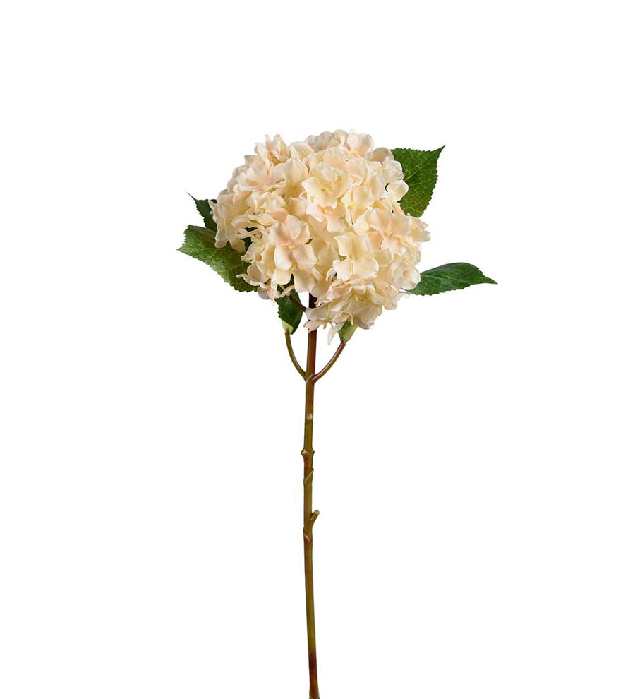 Mr. Plant Hortensia - Creme