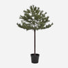 House Doctor Peuce Juletræ med LED lys - Nature