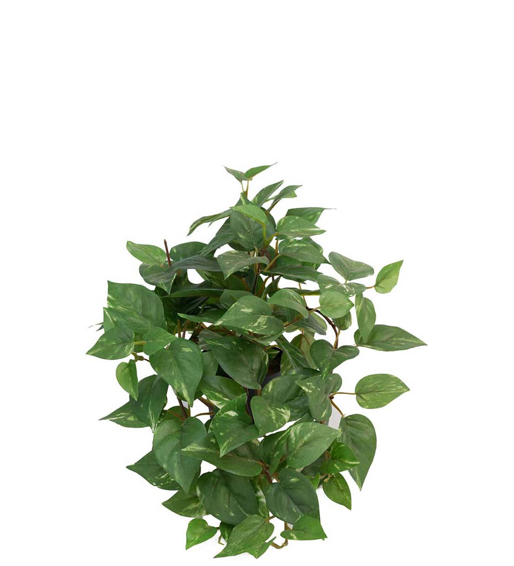 Mr. Plant Guldranke - Grøn