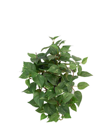 Mr. Plant Guldranke - Grøn