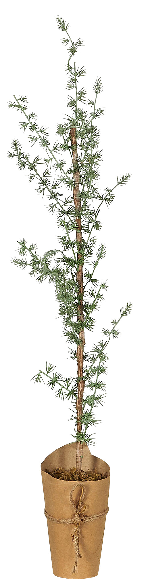 Ib Laursen - Cedertræ i Potte,  75 cm