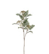 Mr. Plant Røn - Grøn