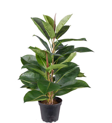 Mr. Plant Ficus Robusta - Grøn