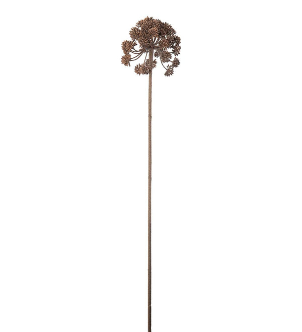 Mr. Plant Angelica - Brown
