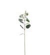 Mr. Plant Eucalyptus - Grøn