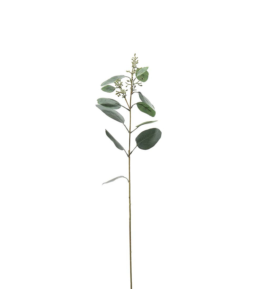 Mr. Plant Eucalyptus - Grøn