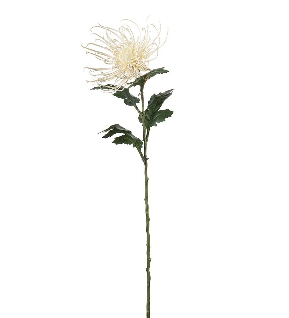 Mr. Plant Spindel Krysantemum - Cream