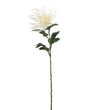 Mr. Plant Spindel Krysantemum - Cream