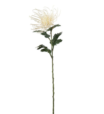 Mr. Plant Spindel Krysantemum - Cream