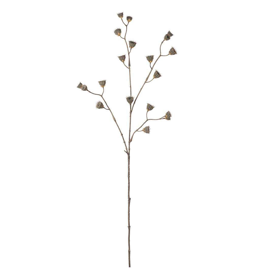 Mr. Plant Kvist - Brown