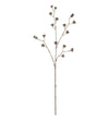 Mr. Plant Kvist - Brown