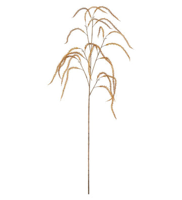 Mr. Plant Amaranthus - Brown