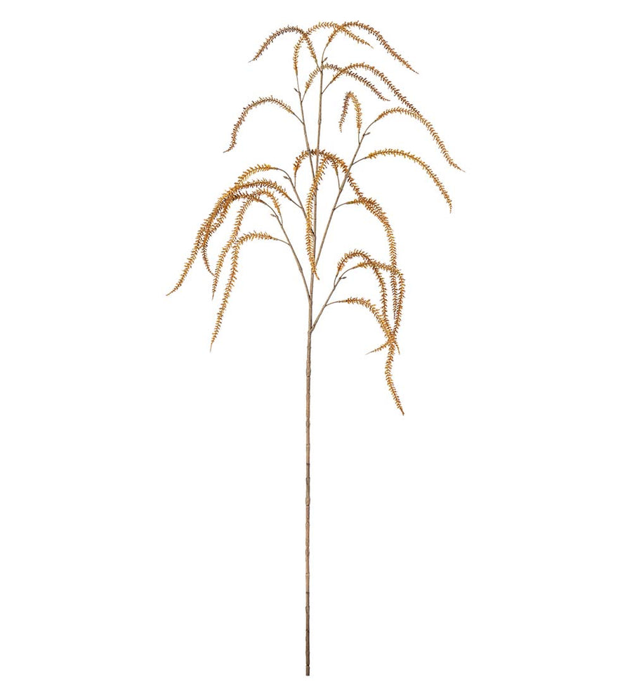 Mr. Plant Amaranthus - Brown