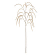 Mr. Plant Amaranthus - Beige