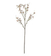 Mr. Plant Gypsophila - Brown