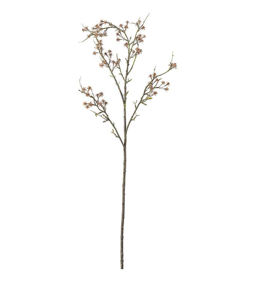 Mr. Plant Gypsophila - Brown