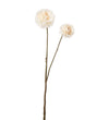 Mr. Plant Chrysanthemum - Creme