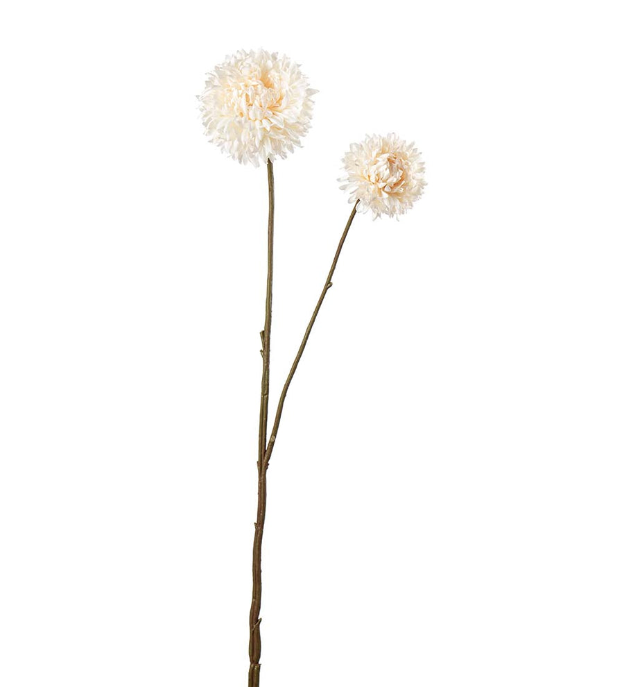 Mr. Plant Chrysanthemum - Creme