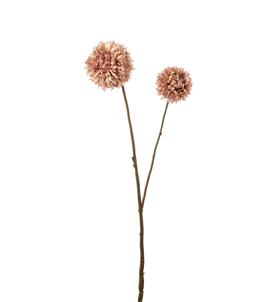 Mr. Plant Chrysanthemum - Brown