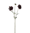 Mr. Plant Scabiosa - Burgundy