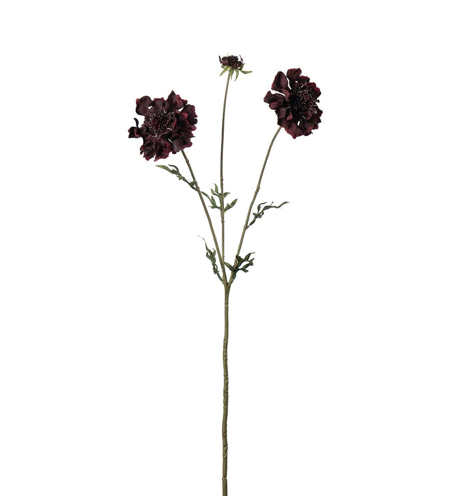 Mr. Plant Scabiosa - Burgundy