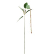 Mr. Plant Amaranthus - Grøn