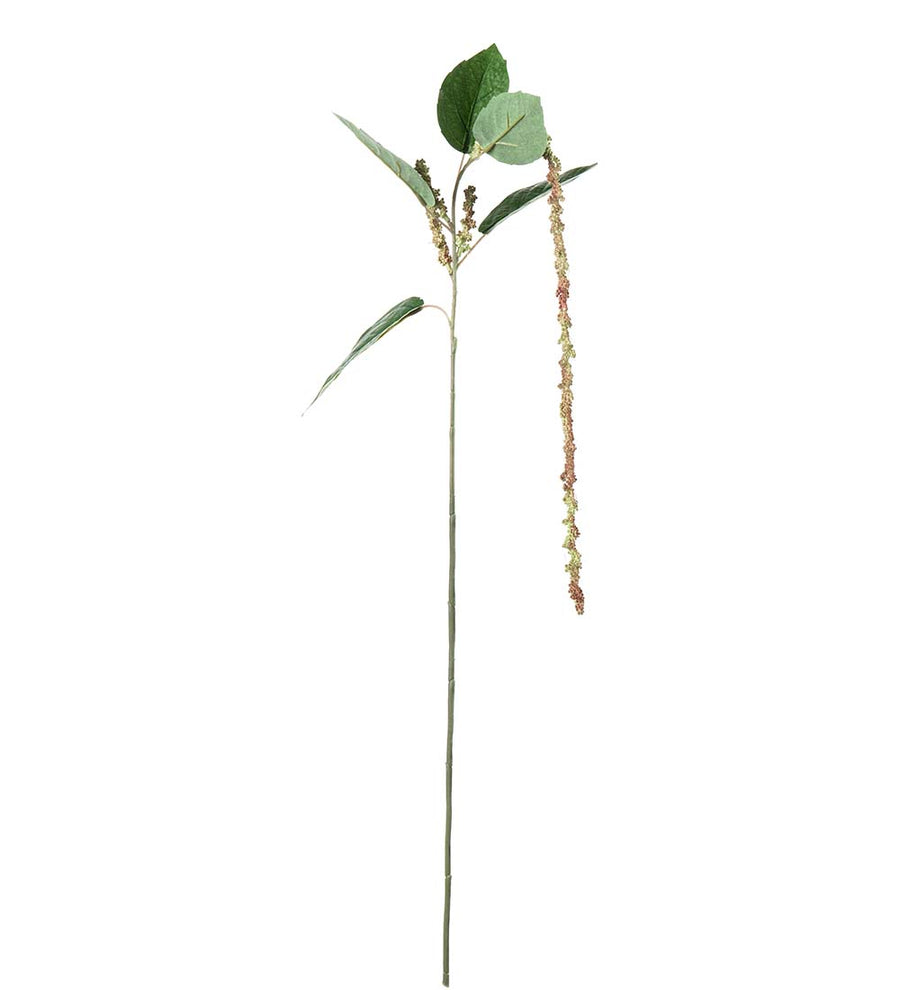 Mr. Plant Amaranthus - Grøn