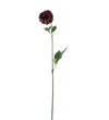 Mr. Plant Dahlia - Burgundy