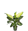 Mr. Plant Prikblad - Grøn