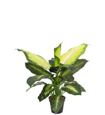 Mr. Plant Prikblad - Grøn