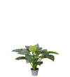 Mr. Plant Hosta - Grøn