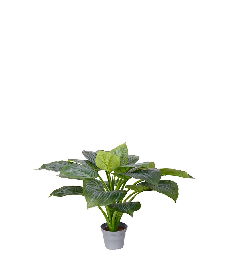 Mr. Plant Hosta - Grøn