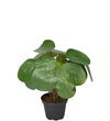 Mr. Plant Elefantora - Grøn