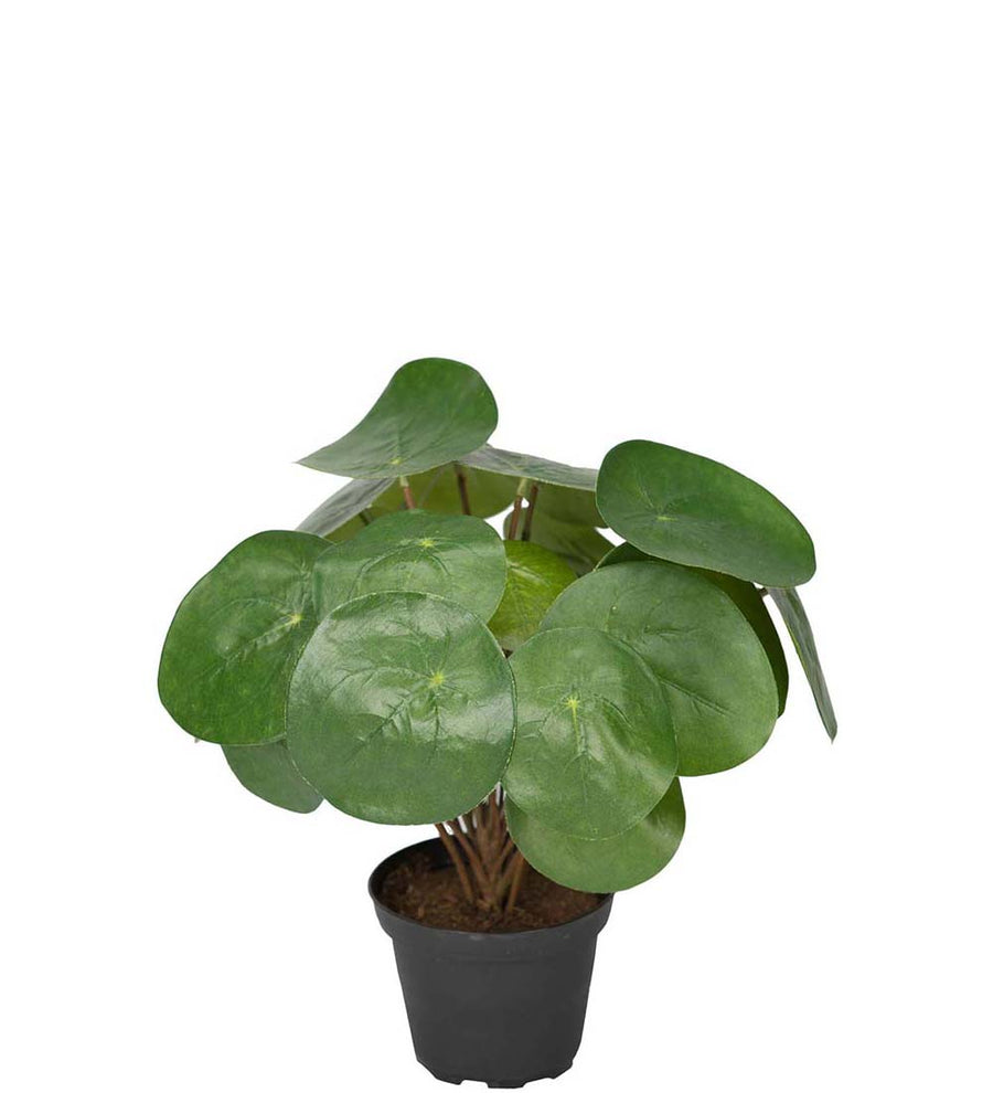 Mr. Plant Elefantora - Grøn