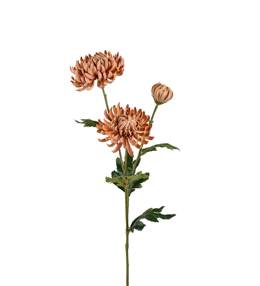 Mr. Plant Krysantemum - Beige
