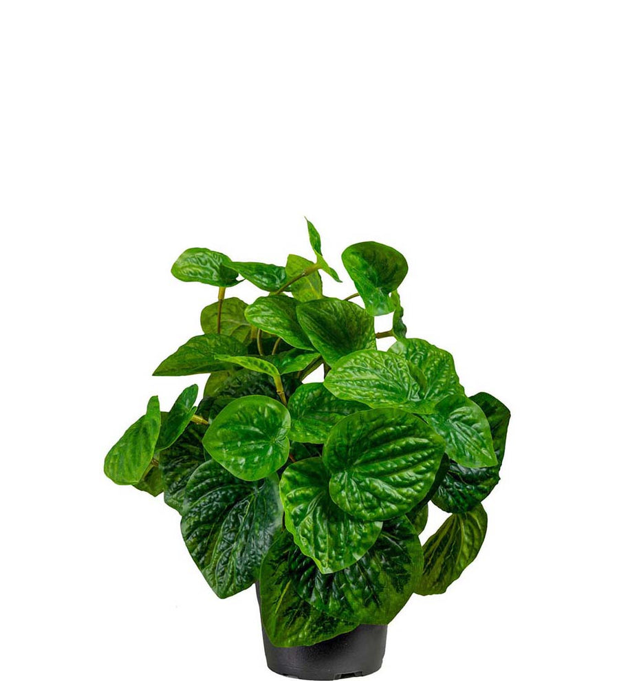 Mr. Plant Peperomia - Grøn